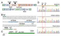 Base editing Agrobacterium tumefaciens (Rodrigues et al., 2021)