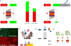 (A) Schematic concept of ratiometric protein stability assay, (B) Fluorescent images showing a higher turnover of the GFP-tagged protein, (C) different interactomics approaches are used to identify E3 ligases that confer ubiquitination, (D) biochemical characterization of proteins, including ubiquitination and proteolytic cleavage and (E) generation and phenotyping of transgenic plants.