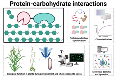 Key technology to study protein-carbohydrate interactions.