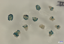 Induced somatic embryogenesis in maize