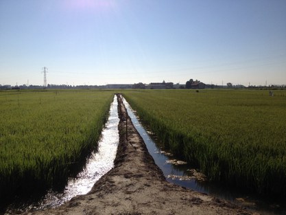 experimental rice field Italy