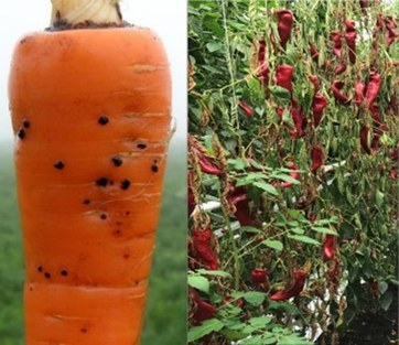 Symptoms caused by Rhizoctonia solani (left) and Verticillium dahliae (right) in carrot and sweet pepper, respectively