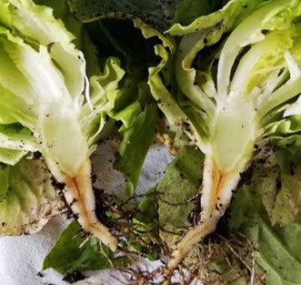 Vascular discoloration in lettuce caused by Fol