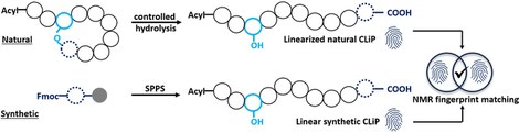 Breaking cycles : saponification‐enhanced NMR fingerprint matching for the identification and stereochemical evaluation of cyclic lipodepsipeptides from natural sources