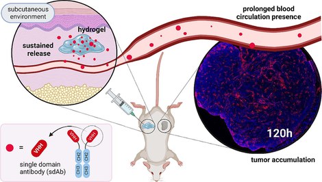 Sustained release of a human PD-L1 single-domain antibody using peptide-based hydrogels